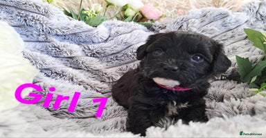 Shihpoo dogs - Advert 2