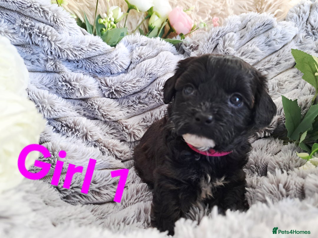 Shihpoo dogs for sale: Shihpoo Shih Tzu x Poodle (Shoodle) Puppies - Image 2