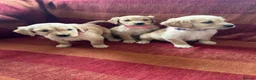 Golden Retriever dogs for sale: Kc registered golden retriever puppies  - Advert 16