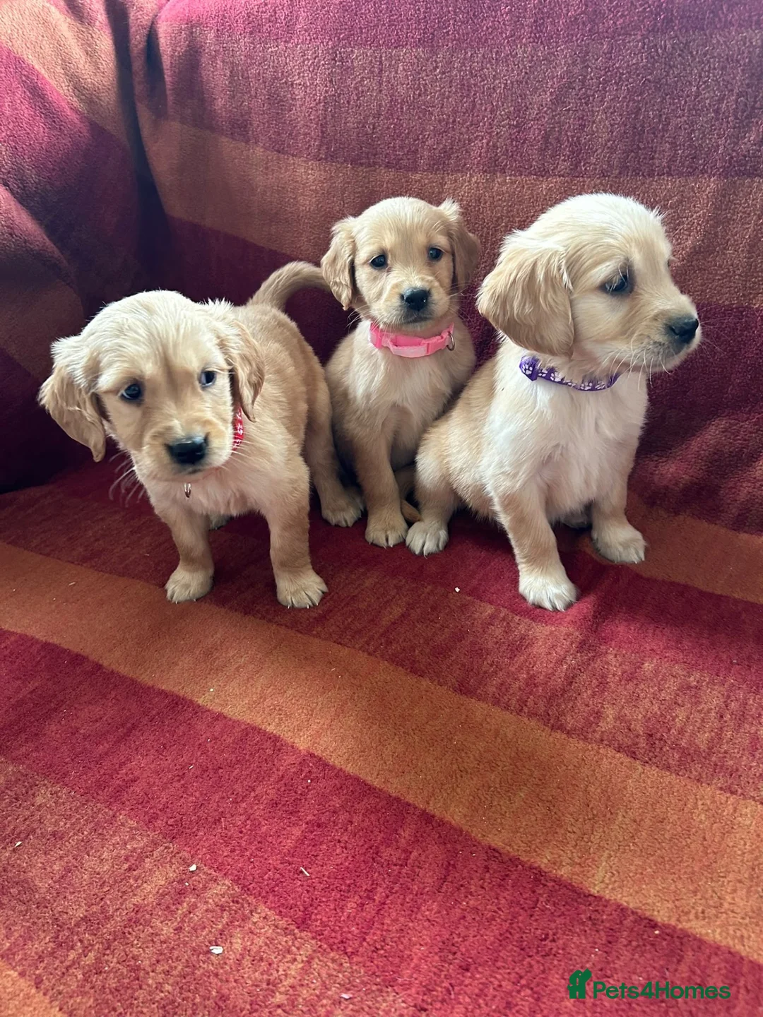 Golden Retriever dogs for sale: Kc registered golden retriever puppies  - Advert 16