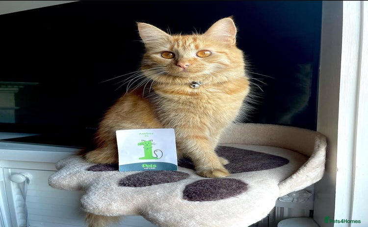 British Longhair cats - Advert 1