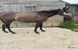 English Thoroughbred horses for sale: Mother daughter share types  - Image 9