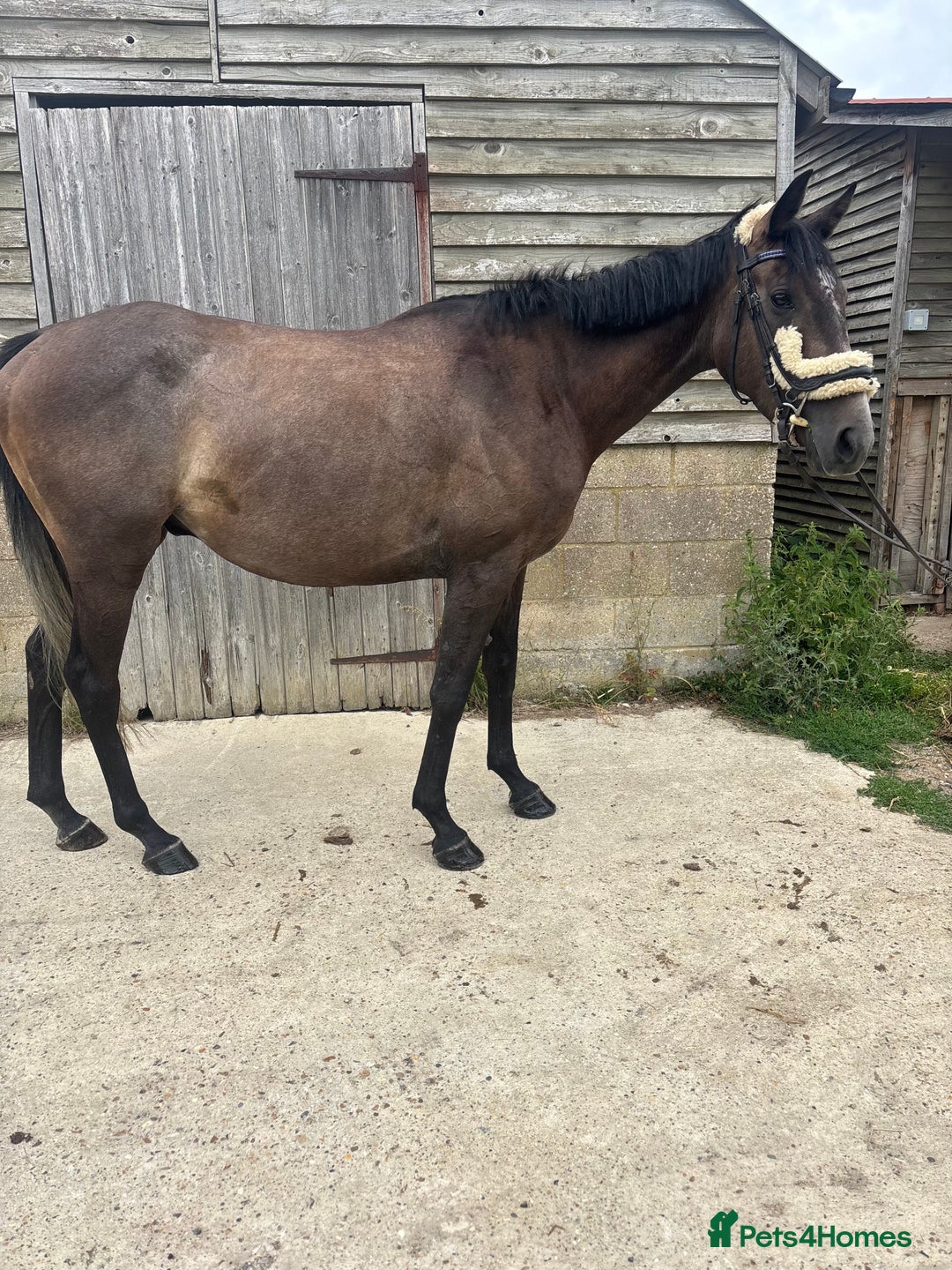 English Thoroughbred horses for sale: Mother daughter share types  - Image 9