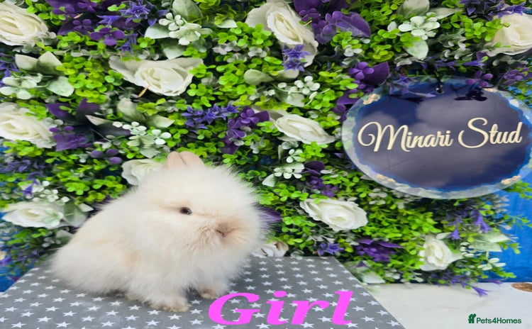 Lionhead rabbits in Gloucester - Advert 2