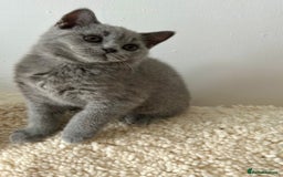 British Shorthair cats for sale: Ready to go pure breed British shorthair kittens - Image 6