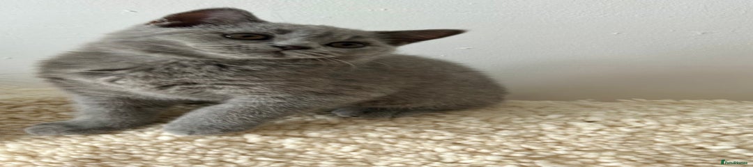 British Shorthair Kitten 2