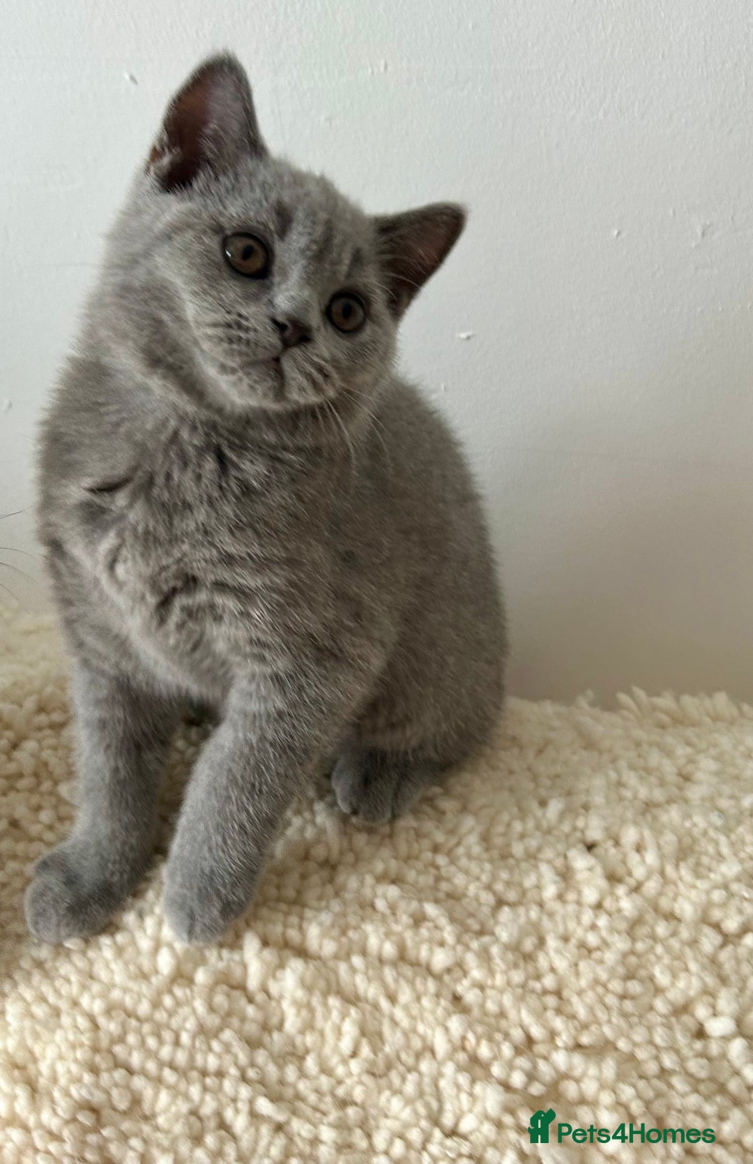 British Shorthair cats for sale: Ready to go pure breed British shorthair kittens - Image 6