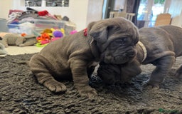 Neapolitan Mastiff dogs for sale:  Neapolitan mastiff puppies Newcastle  - Image 7