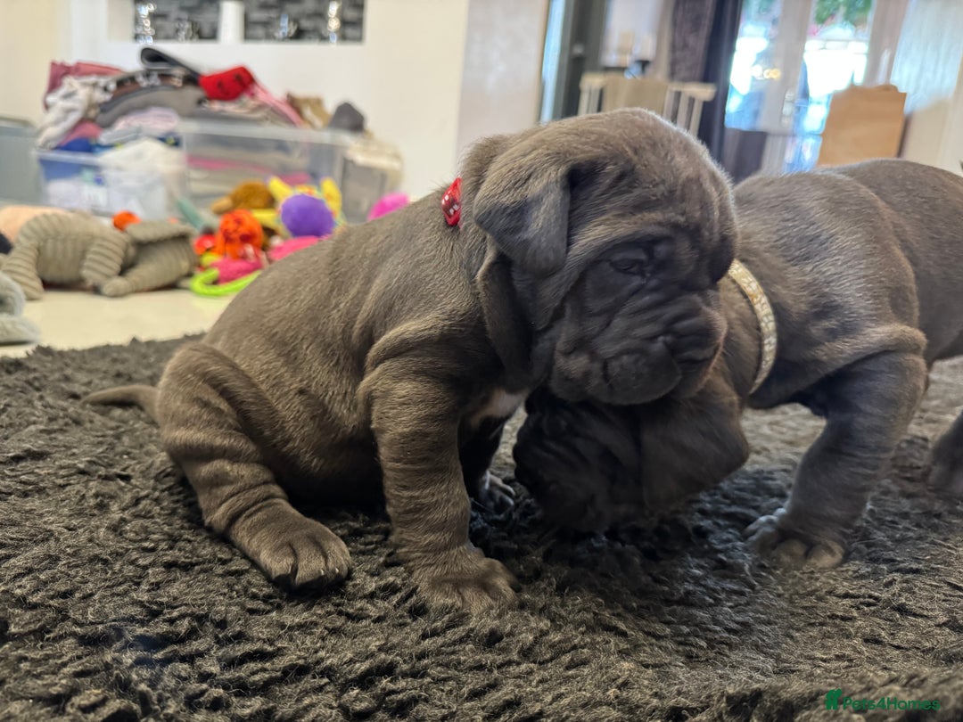 Neapolitan Mastiff dogs for sale:  Neapolitan mastiff puppies Newcastle  - Image 7