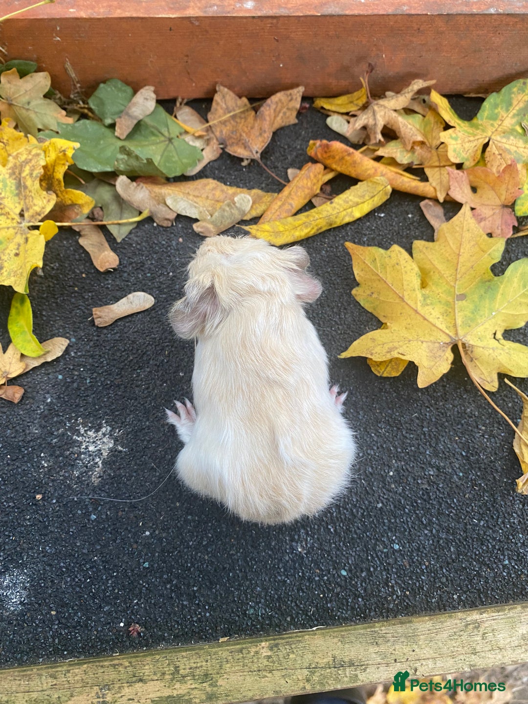 Guinea Pig rodents for sale: Fluffy long haired Peruvian cross Sheltie babies - Advert 16
