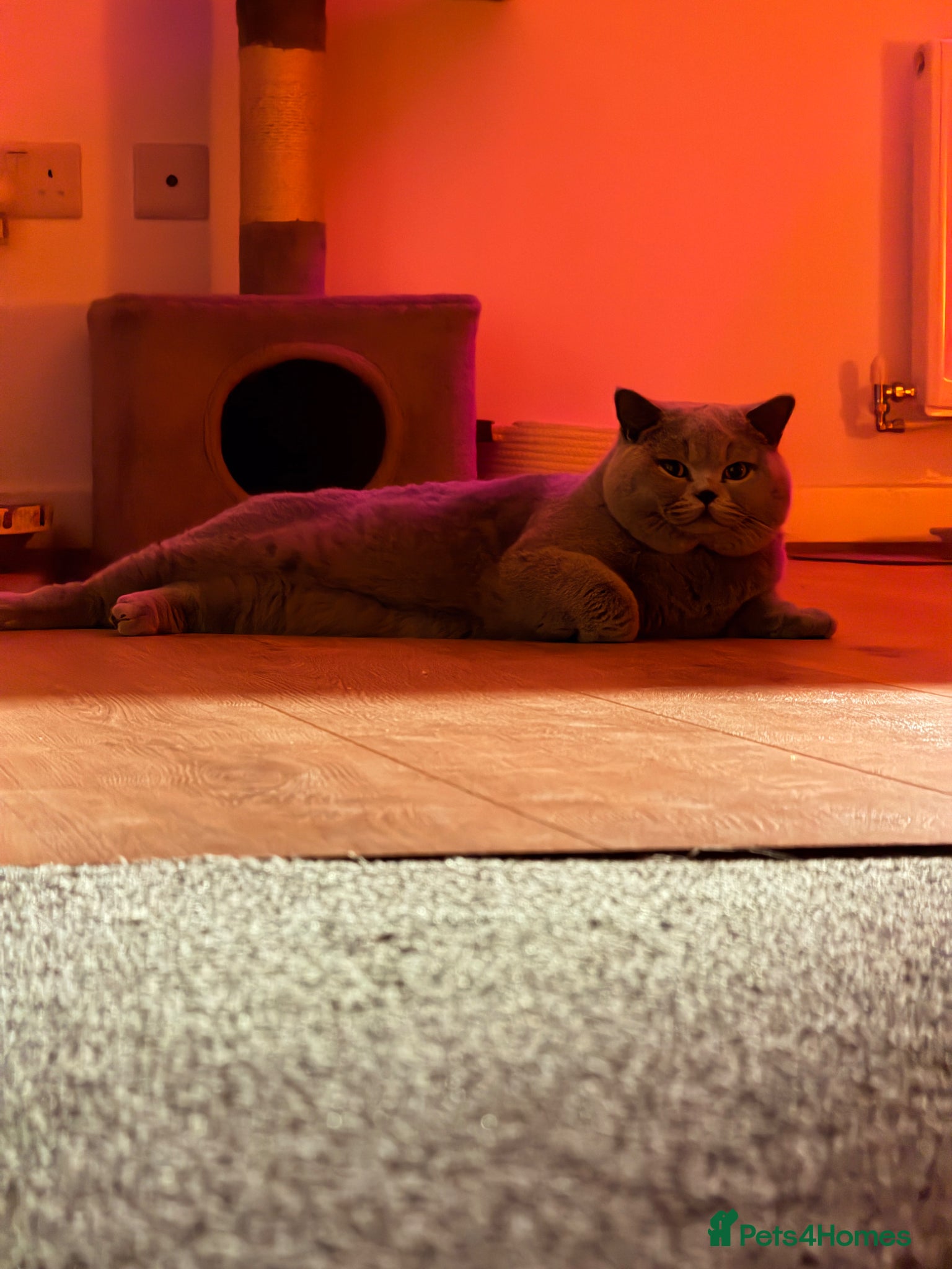British Shorthair cats ✨ BSH Blue Carrier of Cinnamon and Fawn 🐾👑 - Advert 11