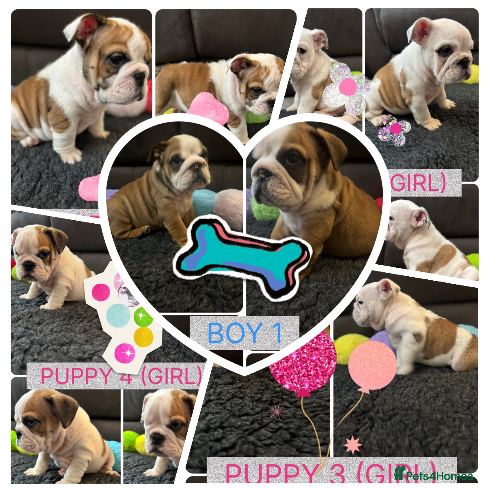 English Bulldog dogs KC REG Red/White English Bulldogs READY NOW!! - Advert 3