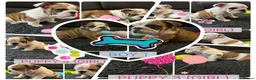 English Bulldog dogs for sale: KC REG Red/White English Bulldogs READY NOW!! - Advert 3
