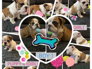 English Bulldog dogs KC REG Red/White English Bulldogs READY NOW!! - Advert 3