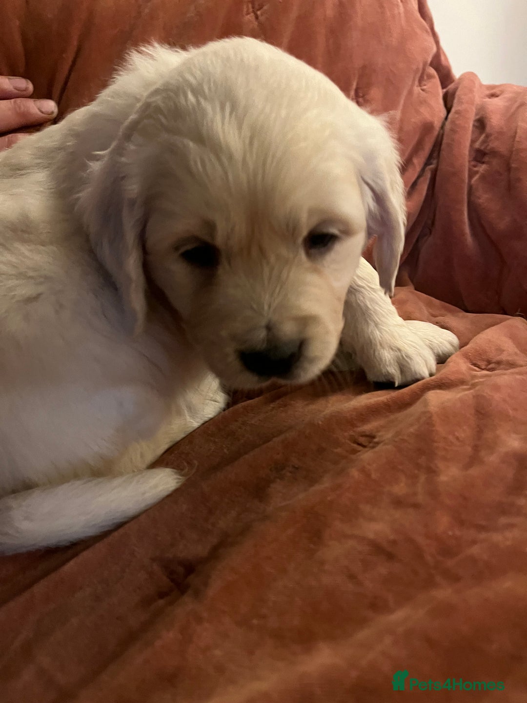 Golden Retriever dogs for sale: KC registered Golden Retriever puppies  - Advert 3