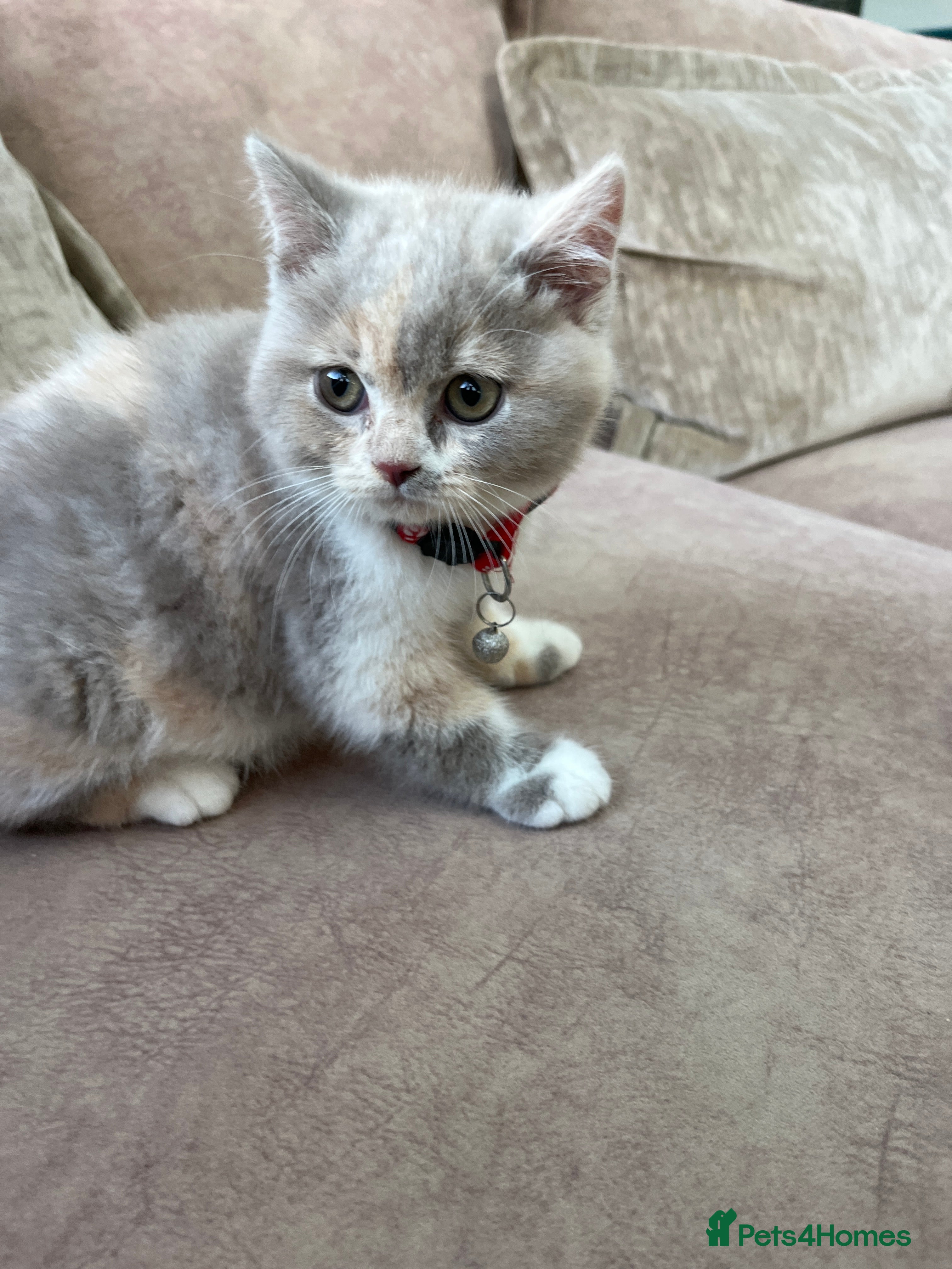 British Shorthair cats Incredible Tortie British Shorthair GCCF £700 - Advert 2