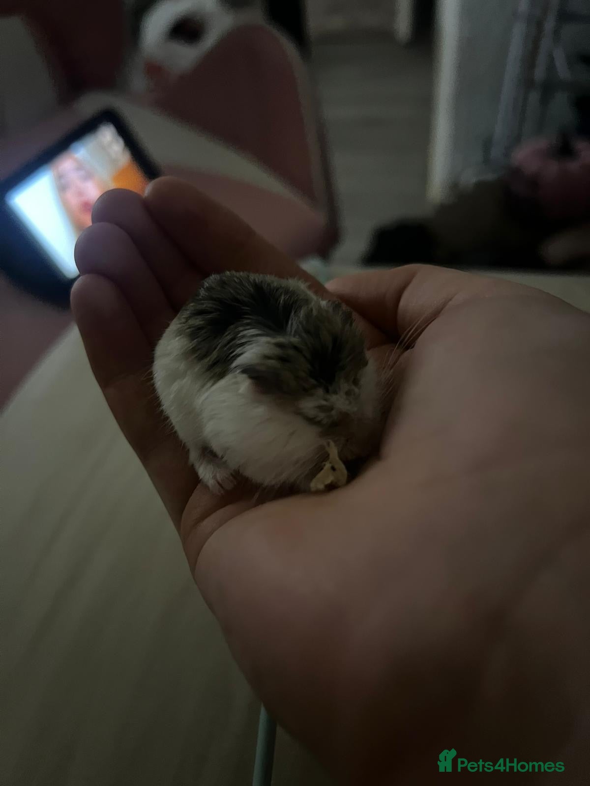 Hamster rodents Robo hamster complete with cage and accesories - Advert 1