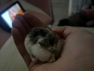 Hamster rodents Robo hamster complete with cage and accesories - Advert 1