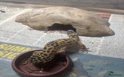 Leopard Gecko reptiles for sale: 1 male yellow leopard gecko with viv  - Image 6