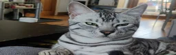 Bengal cats for sale: Gorgeous Tica Active Silver Bengal - Advert 8