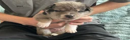 Mixed Breed dogs for sale: 10 puppies for sale  - Advert 3