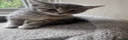 Mixed Breed cats for sale: British Shorthair X  - Advert 4