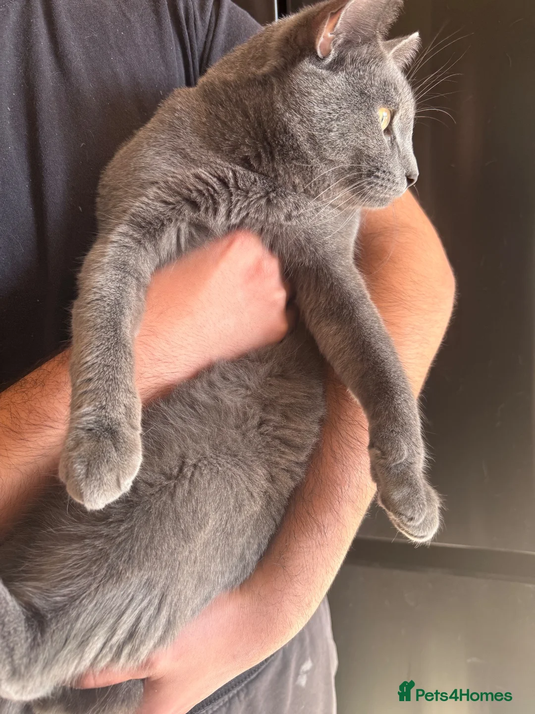 Scottish Fold cats for sale: Beautiful Grey Scottish Straight  - Advert 2