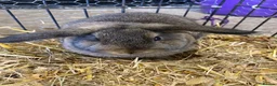 Dwarf Lop rabbits for sale: Dwarf lop female baby’s  - Advert 4