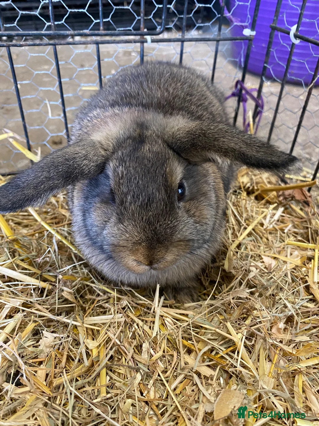 Dwarf Lop rabbits for sale: Dwarf lop female baby’s  - Advert 4
