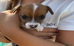 Jack Russell dogs for sale: Jack Russel Pups Short Legged - Image 6