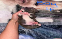 Staffordshire Bull Terrier dogs for sale: Staffordshire Bull Terrier Puppies - Image 15