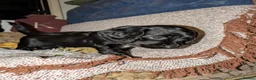 Cocker Spaniel dogs for sale: 🐾🐶Beautiful black show type cocker spaniels 🐾🐶 in Alton - Advert 5