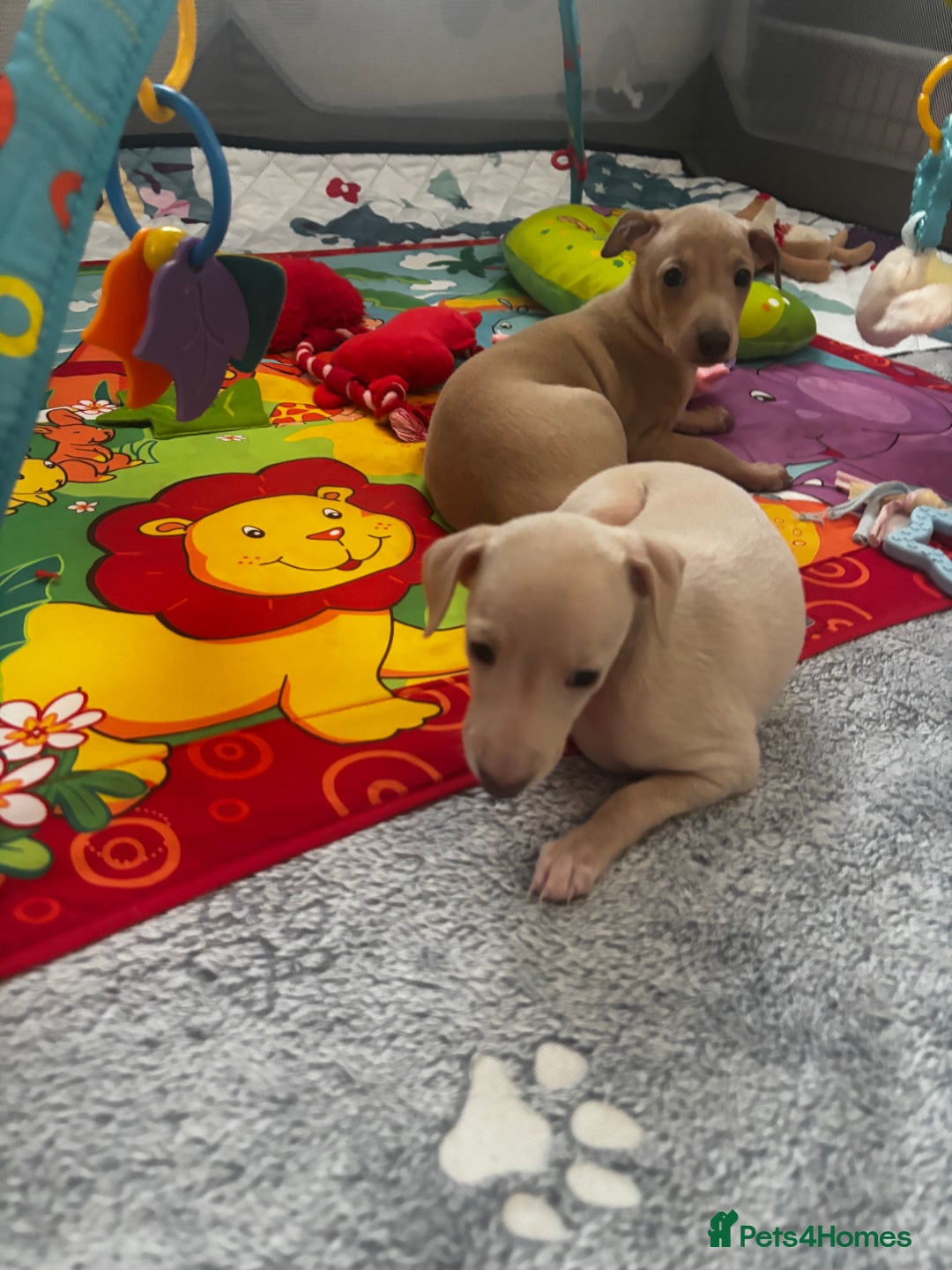 Italian Greyhound dogs for sale: Exceptional Italian Greyhound Puppies - Advert 13