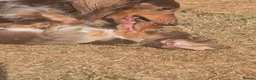 Miniature Dachshund dogs for sale: Ready Now  - Advert 15