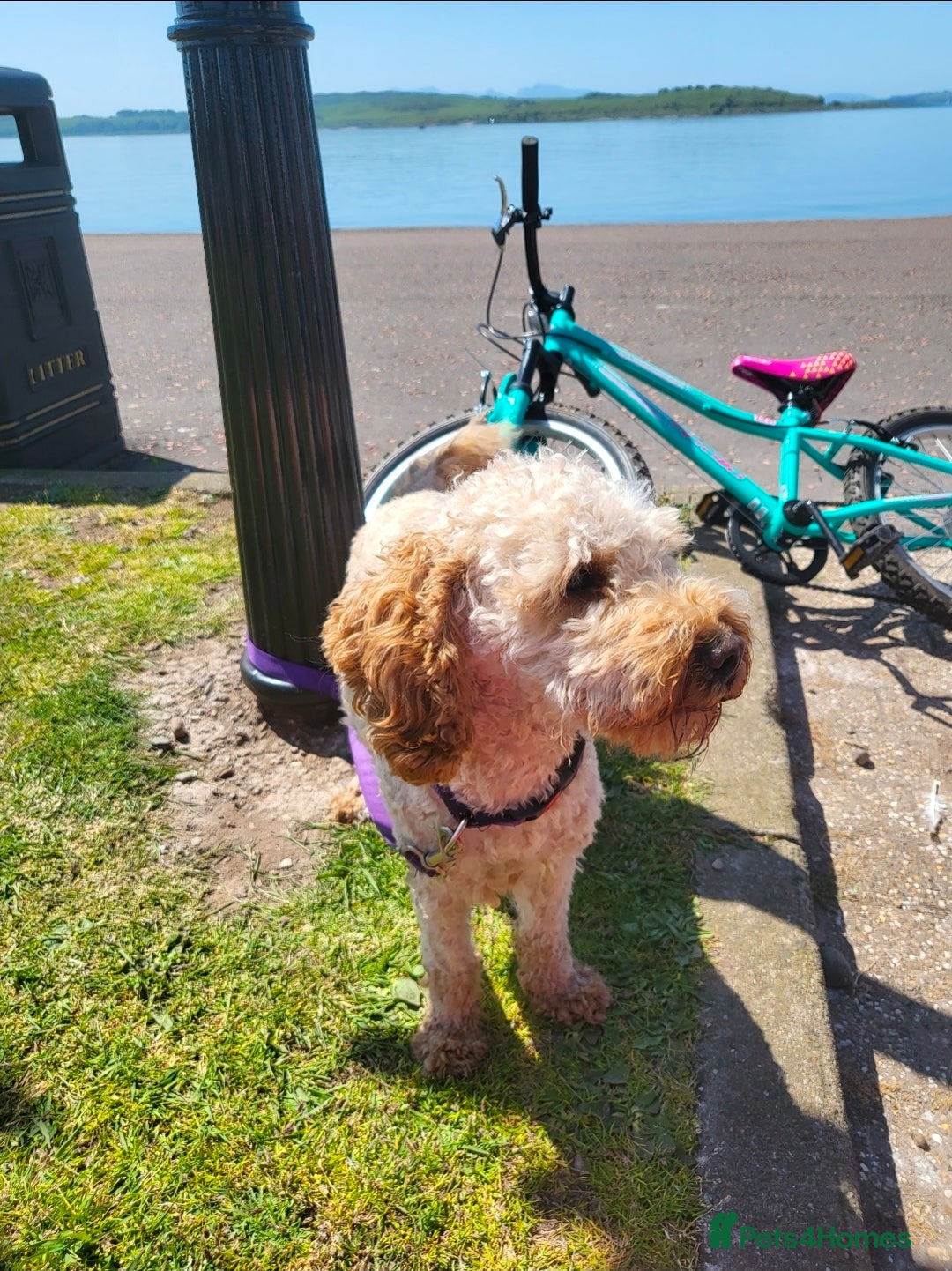 Gallery Image {{count}}