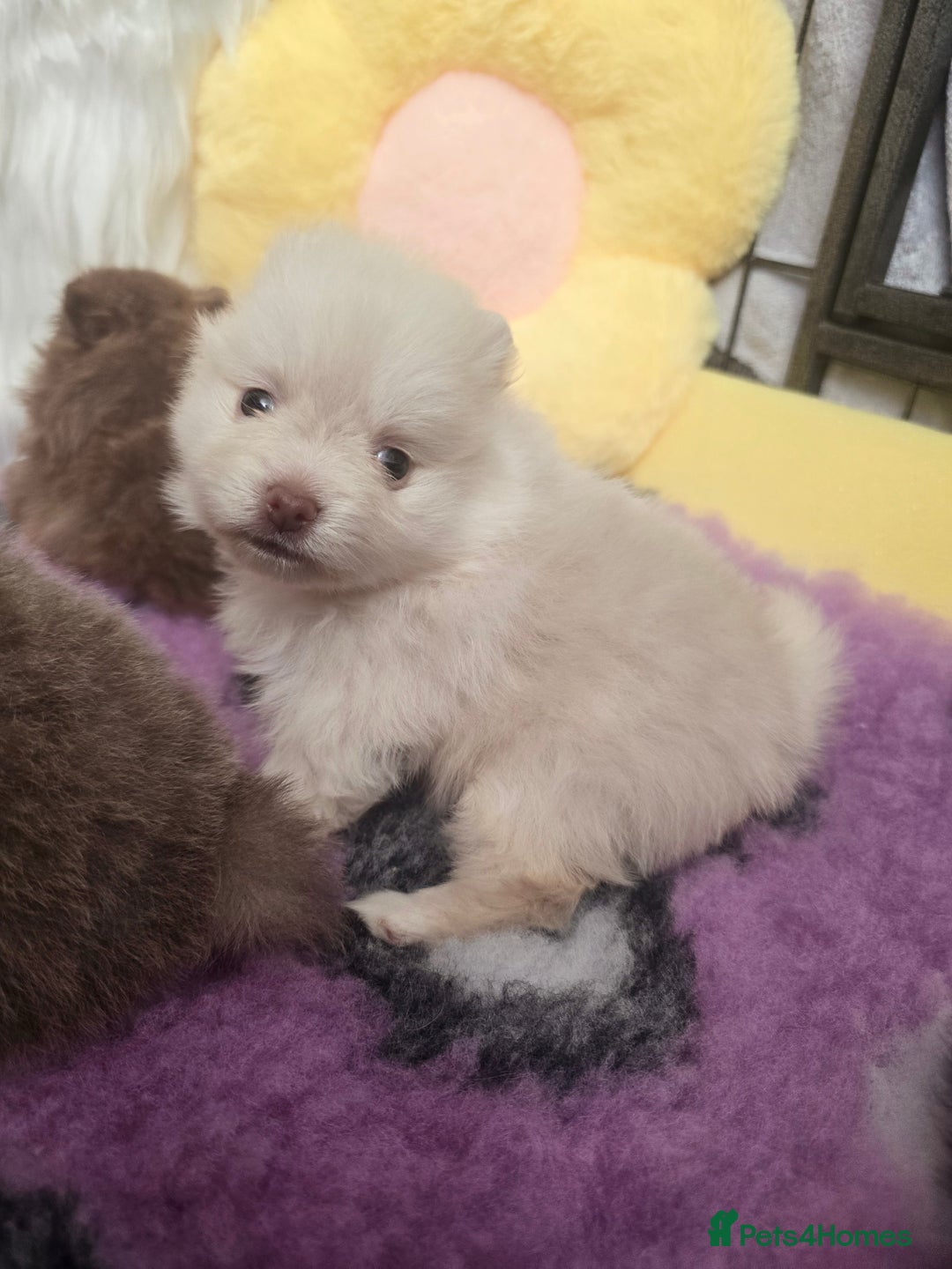 Pomeranian dogs for sale: Last boy left teddy bear face  - Advert 6
