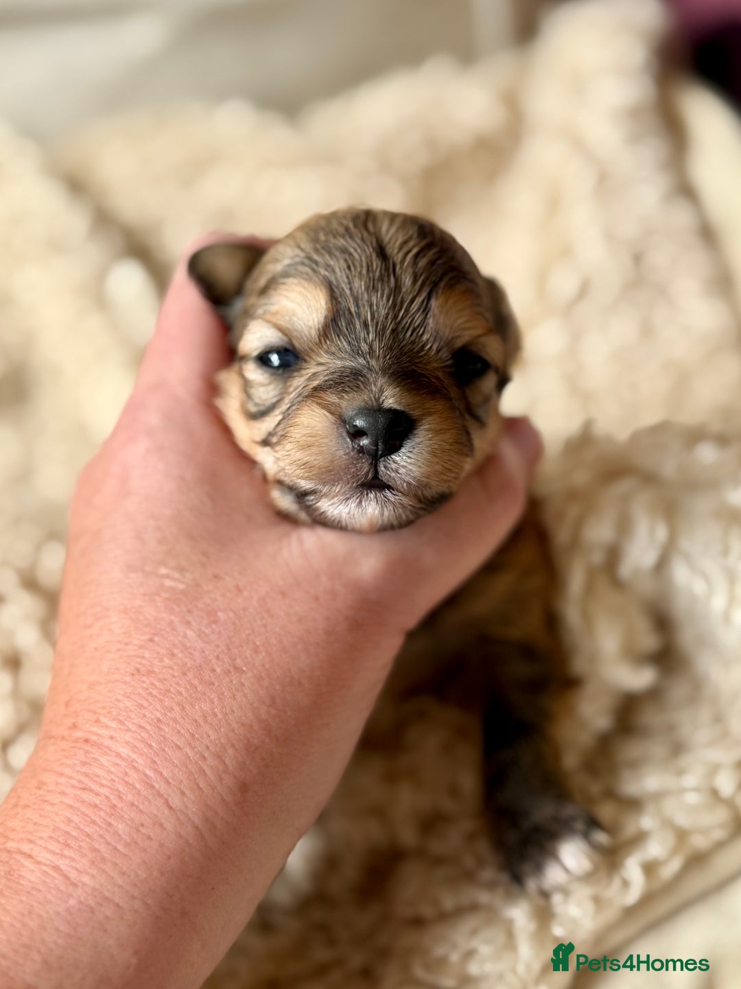 Chorkie dogs for sale: Chorkie (x2 Boys) - Image 15