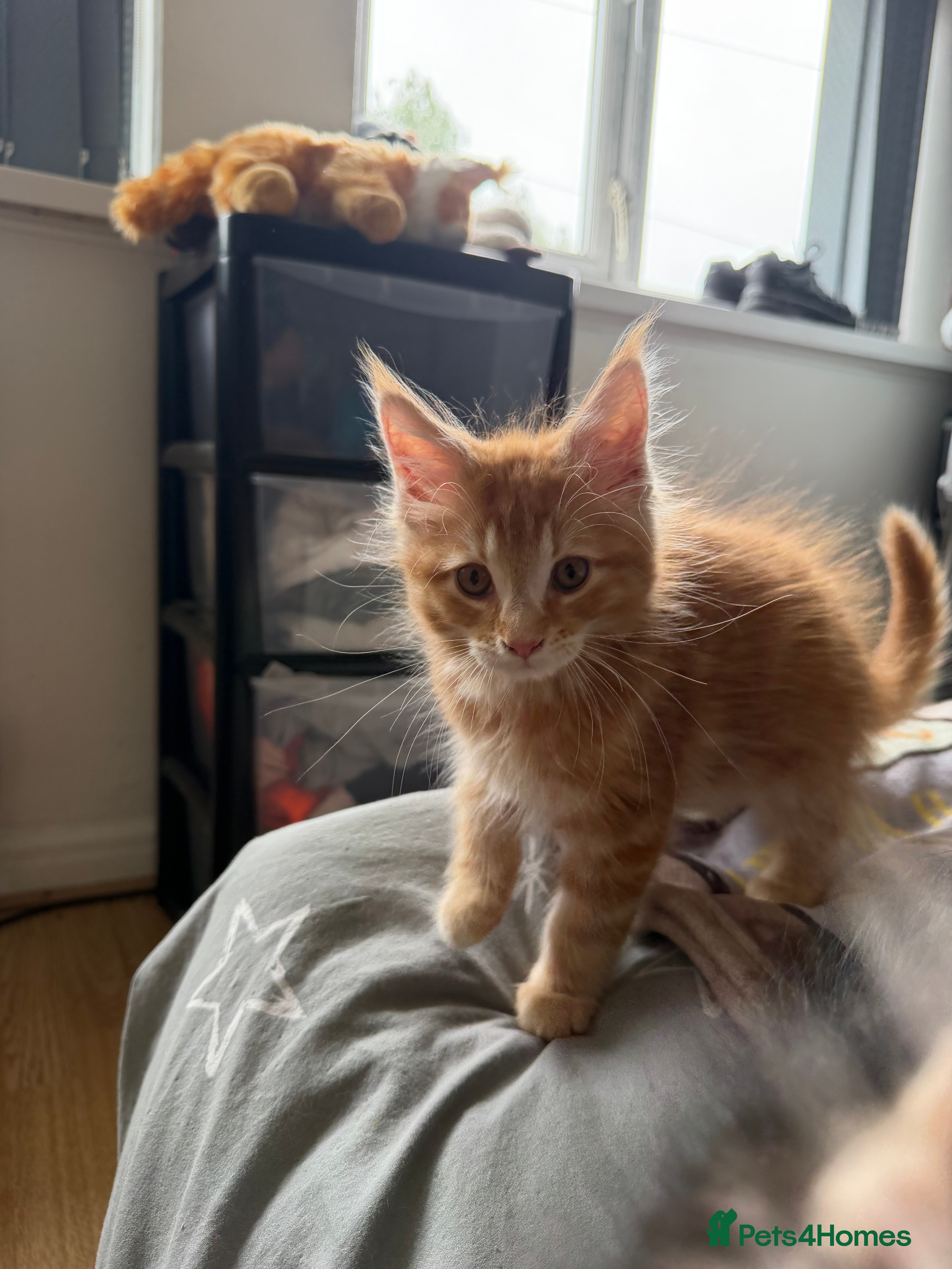 Maine Coon cats for sale: Maincoone Kittens  - Advert 10