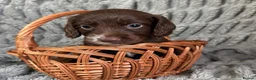 Sprocker dogs for sale: Sprocker in Peterhead - Advert 11