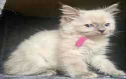 Ragdoll cats for sale:  FIFe Registered Ragdoll Kittens Champion Line - Image 18