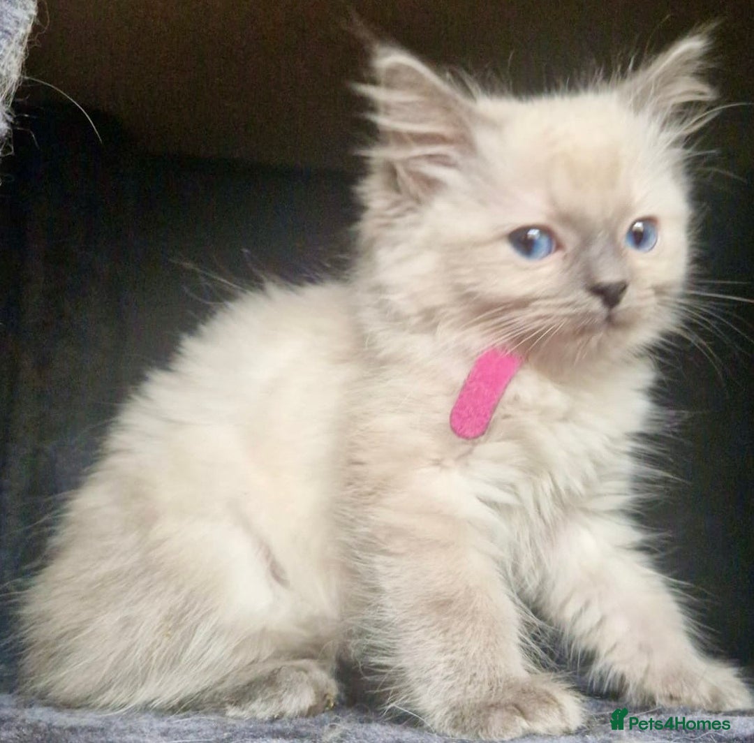 Ragdoll cats for sale:  FIFe Registered Ragdoll Kittens Champion Line - Image 18