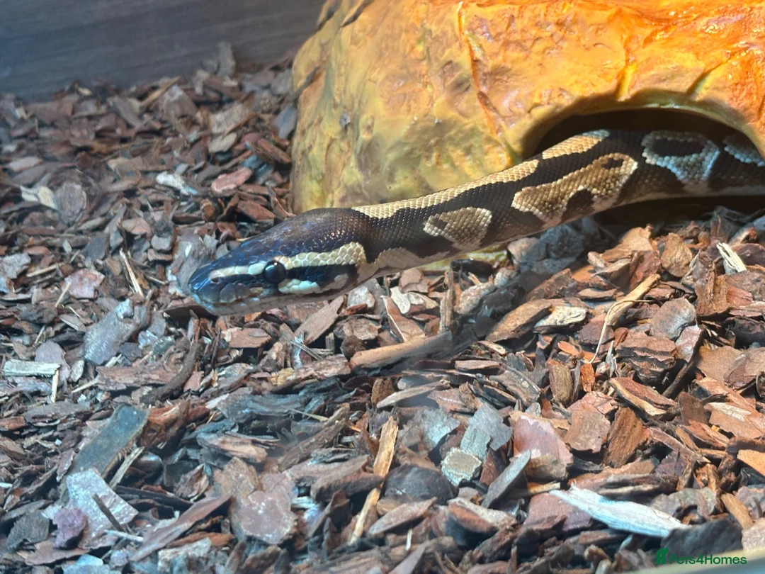 Python Snake reptiles for sale: Ball python - Advert 2