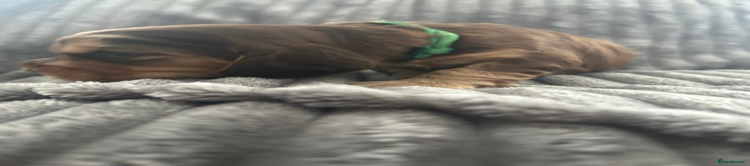 Cocker Spaniel Puppy 3 (green)