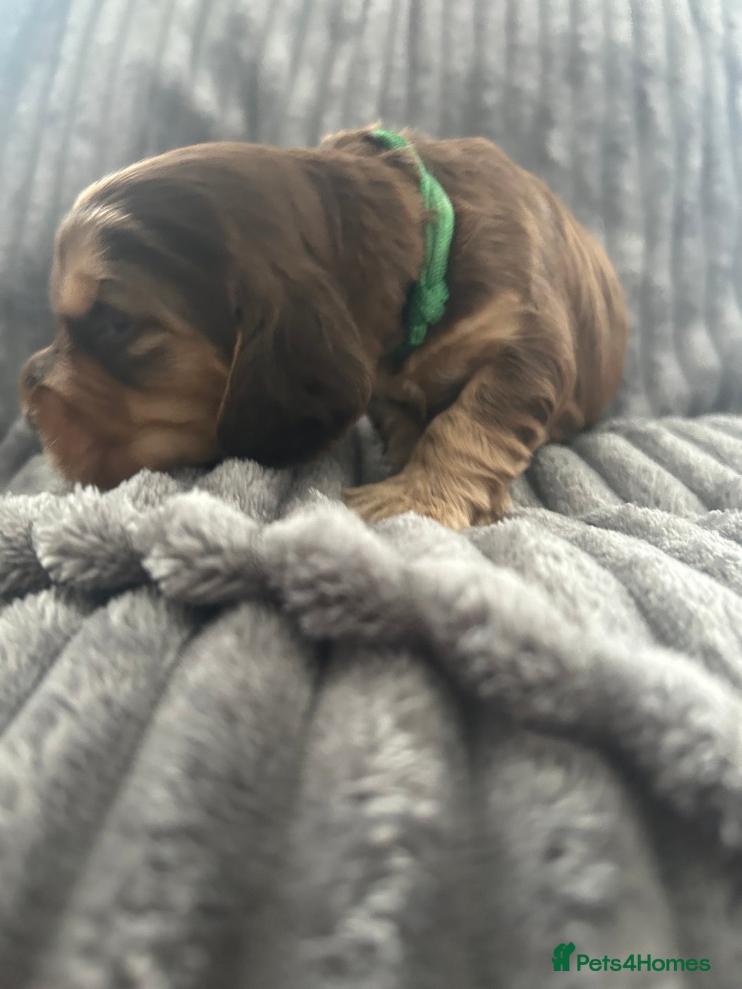 Cocker Spaniel dogs for sale: 🐾Cocker Spaniel Puppies-Ready in 5 Weeks🐾 - Image 9