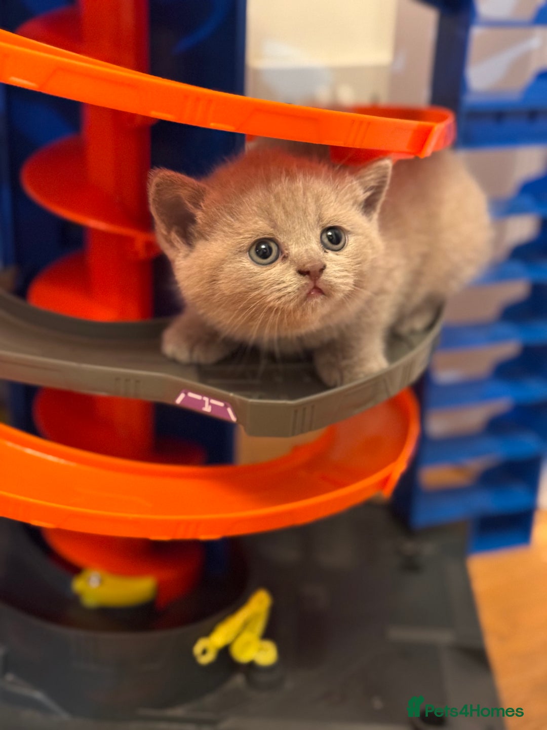 British Shorthair cats for sale: 🐾✨ Beautiful British Shorthair Cat Available ✨🐾 - Image 19