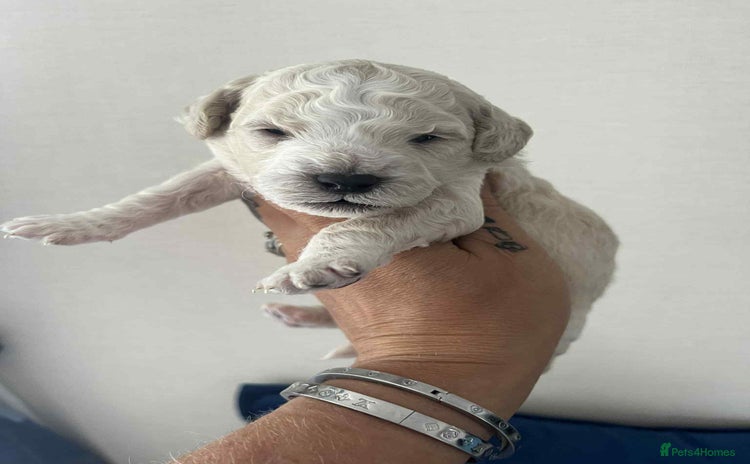 Cockapoo dogs - Advert 11