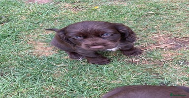 Cocker Spaniel dogs - Advert 2