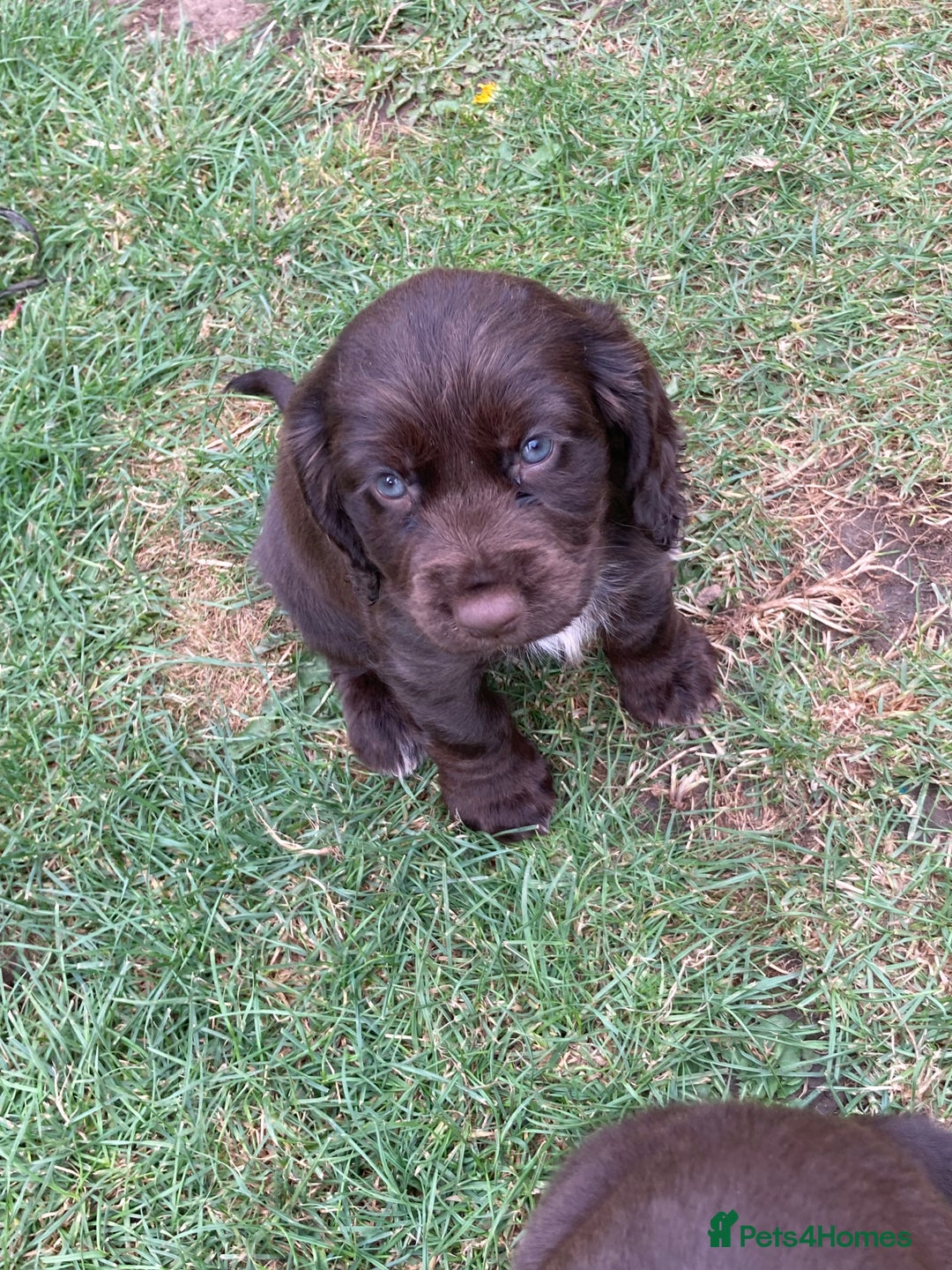 Cocker Spaniel dogs for sale: Full of character  - Image 1