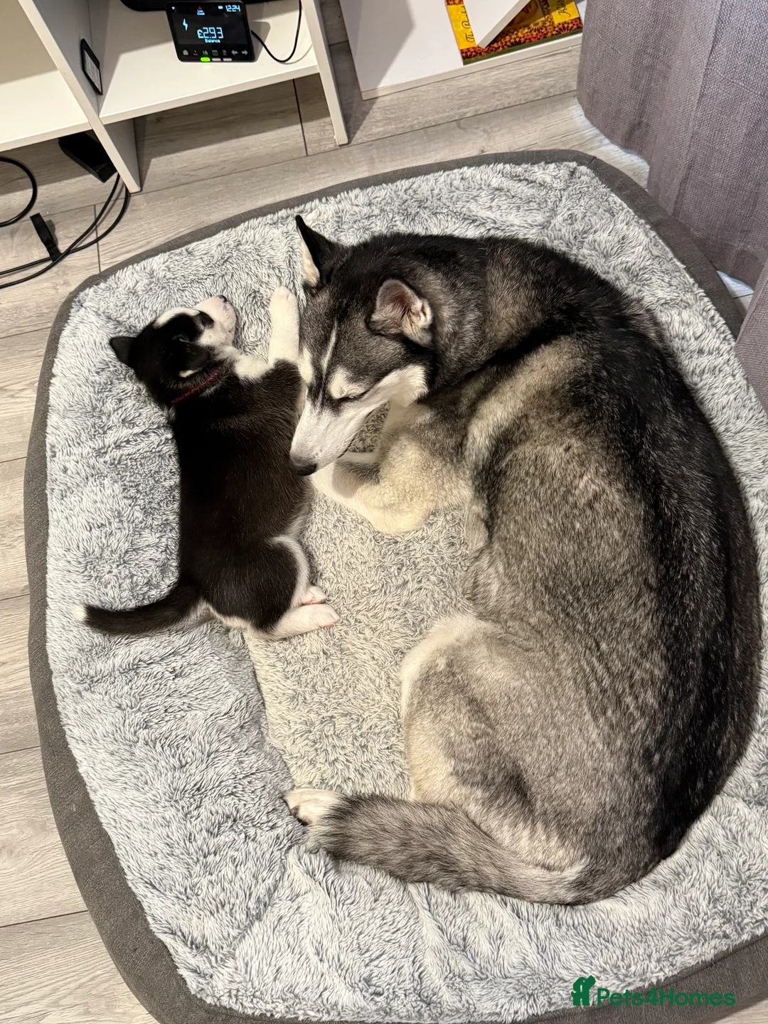 Siberian Husky dogs for sale: Gorgeous, Healthy & Fully Insured Siberian puppies in Stanmore - Advert 16