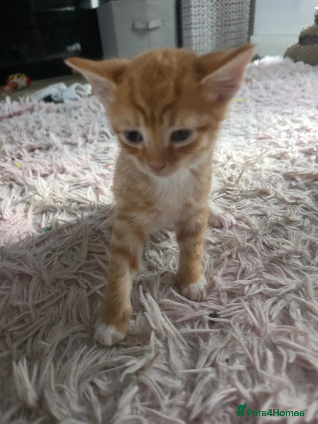 Mixed Breed cats for sale: Beautiful Litter of kittens - Advert 2